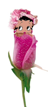 Quelle belle rose